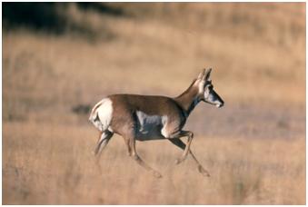 Pronghorn Doe Running Through Meadow, Courtesy of the National Park Service